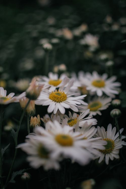 Free A beautiful close-up of white daisies blooming in a natural outdoor setting, captured in soft spring light. Stock Photo