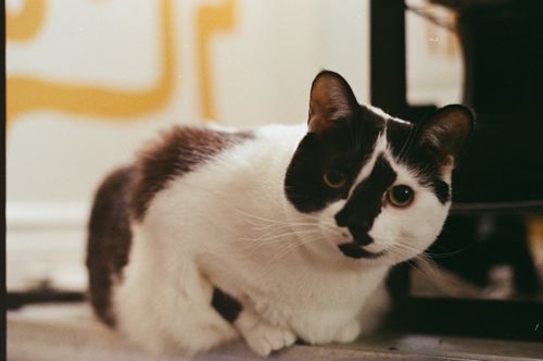 Free A relaxed black and white domestic cat indoors, gazing at the camera. Stock Photo