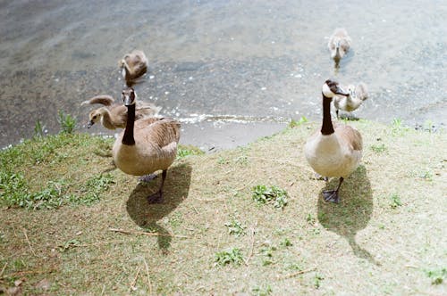 Ducks and Ducklings on Lakeshore