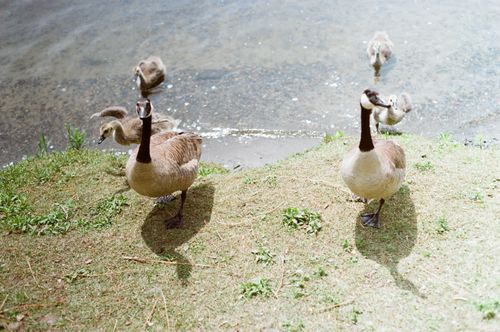 Free Two adult Canadian geese with goslings near a lakeshore, captured in natural light. Stock Photo