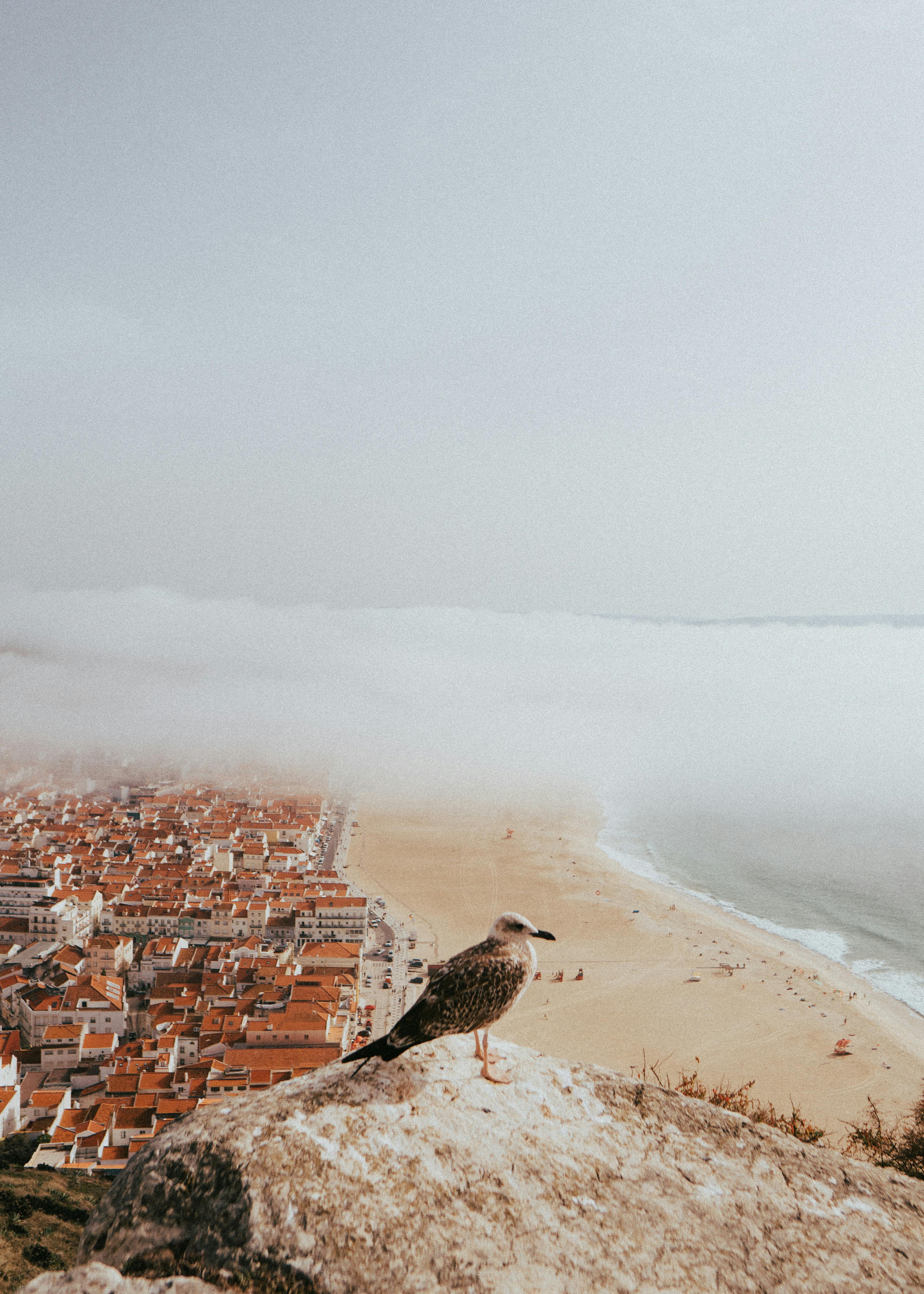 a seagull on a cliff with a view of the town of nazare