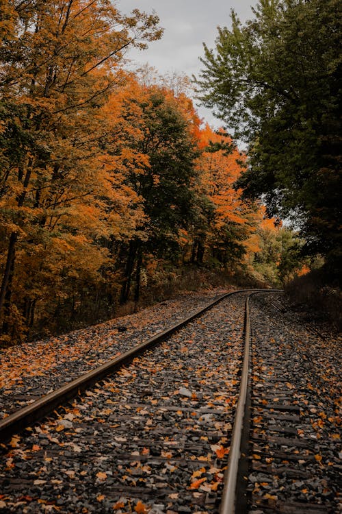 Free stock photo of autumn, autumn color, autumn leaves