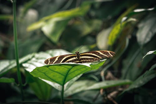 Black and White Butterfly on Green Leaf