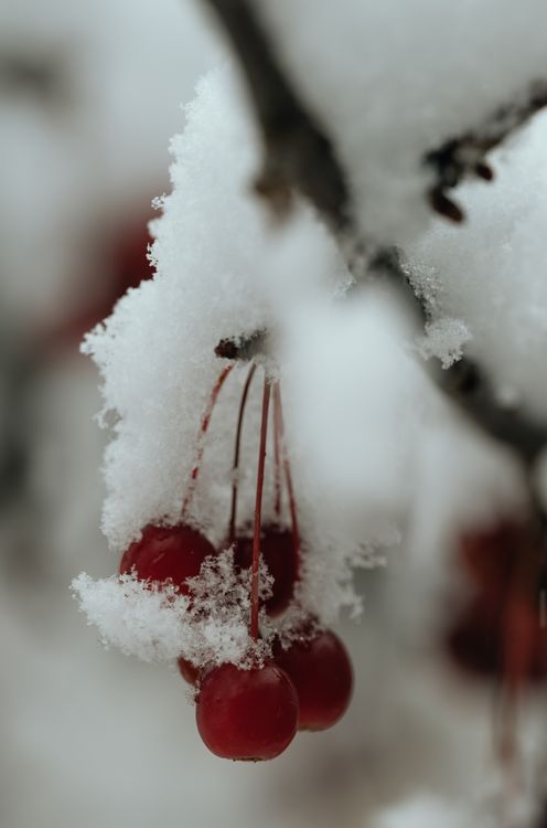 Close Up Shot of Cherries with Snow · Free Stock Photo