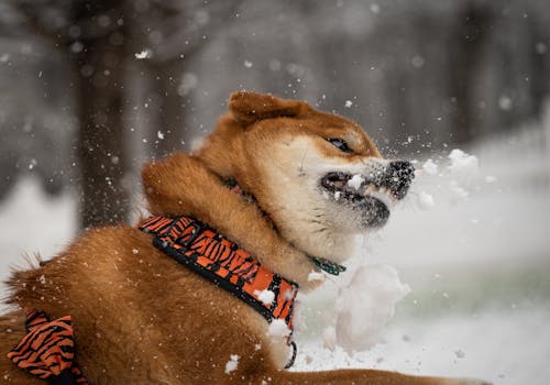 Close Up Photo of Dog Biting Snow