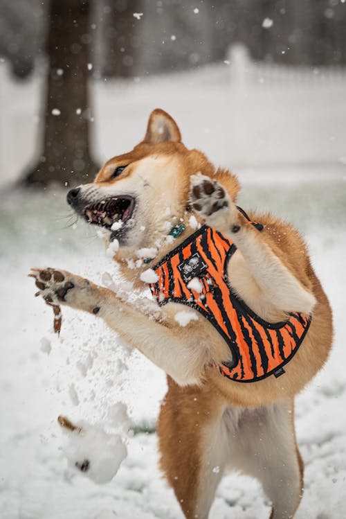 Dog Playing with Snow