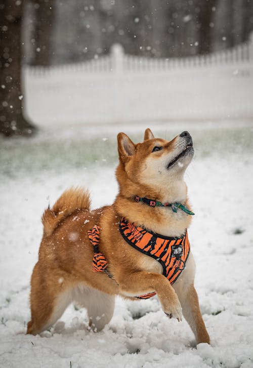 Photo of Dog on Snow Covered Ground