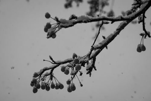Free Monochrome image of snow-covered crabapple branches in winter, providing a serene and cold atmosphere. Stock Photo