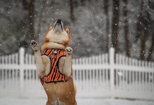 Photo of a Dog While Snowing