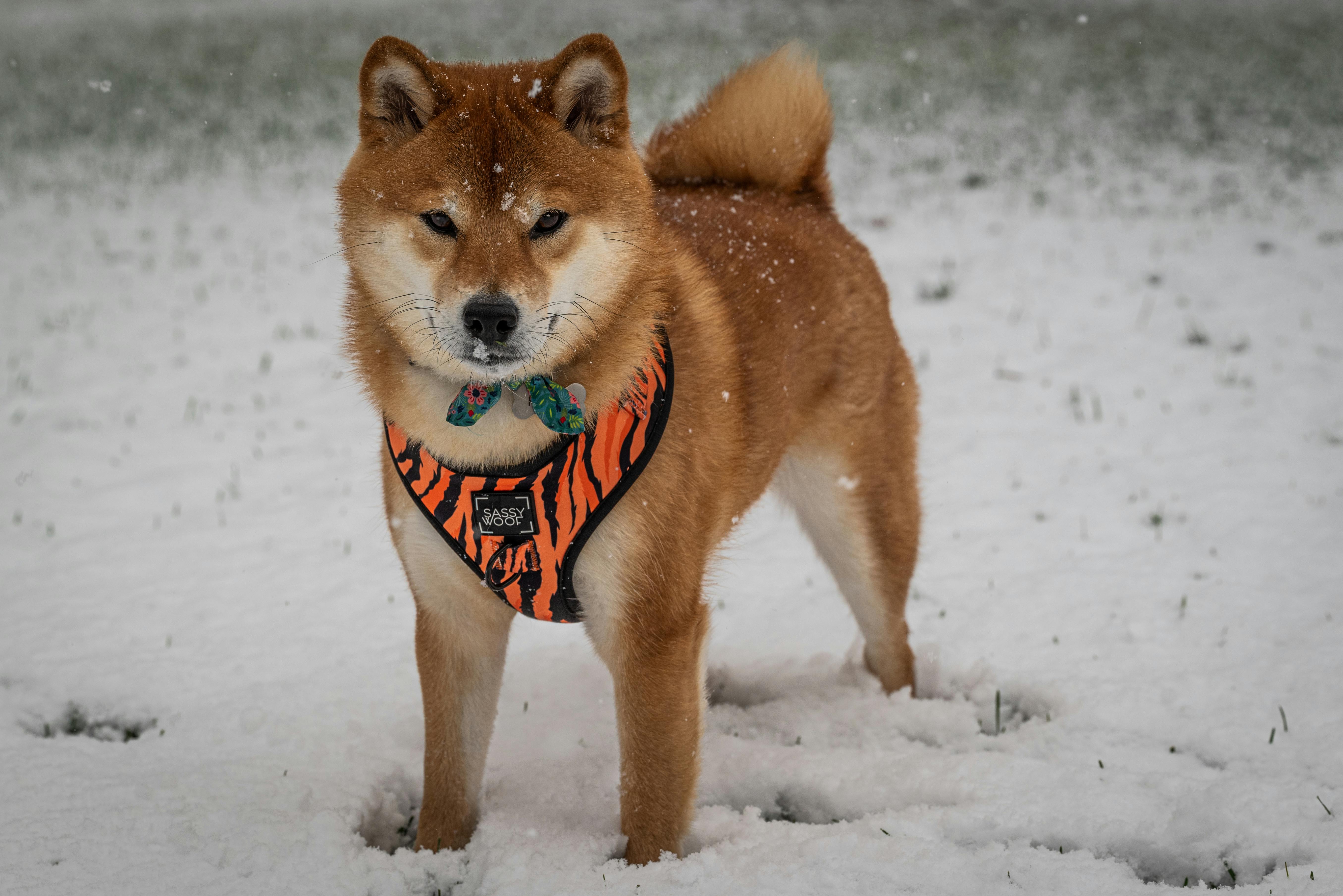 Shiba Inu exec defends SHIB future outlook: New strategy for SHIB recovery