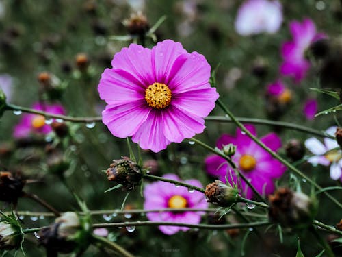 Бесплатное стоковое фото с крупный план, пурпурный цветок, флора
