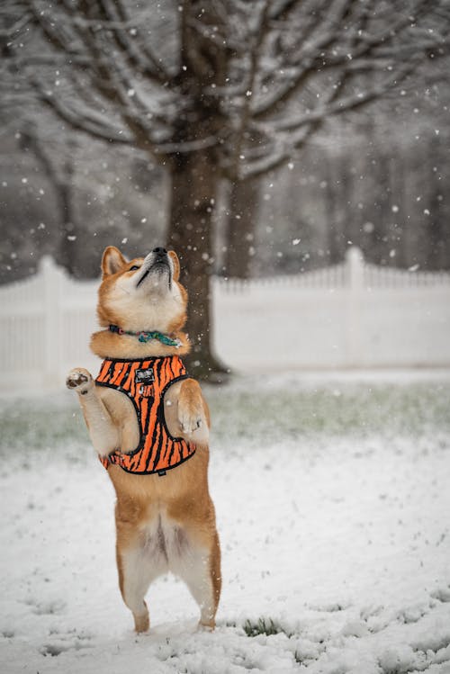Photo of a Dog During Winter