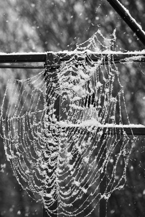 Foto stok gratis grayscale, hitam & putih, jaring laba-laba