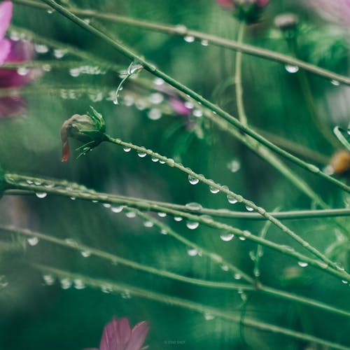 Бесплатное стоковое фото с дождь, зеленый, капелька