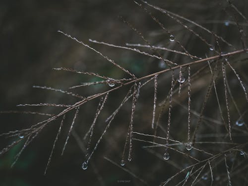 Бесплатное стоковое фото с atmosfera de outono, капелька, осенний лист