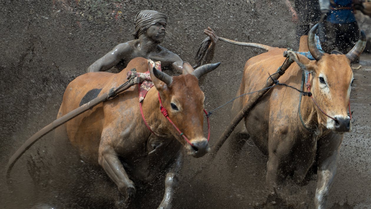 Close-up of buffaloes in action during the Makepung Lampit Festival, driven by a focused farmer amidst splashes of mud