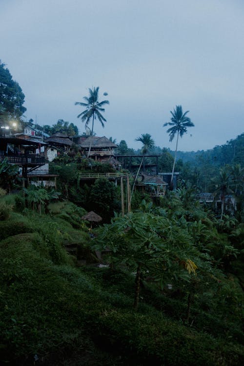 Green Palm Trees Near Nipa Huts