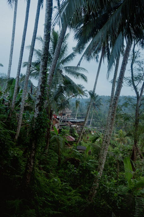 Photo of Palm Trees on Mountain