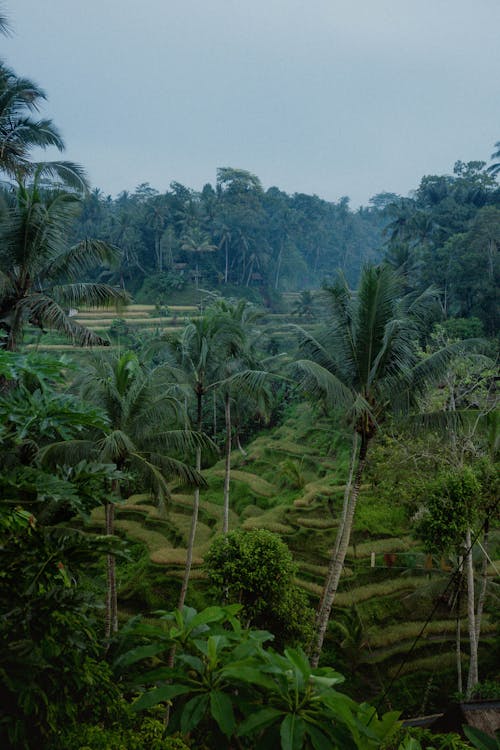 Trees near Rice Terraces