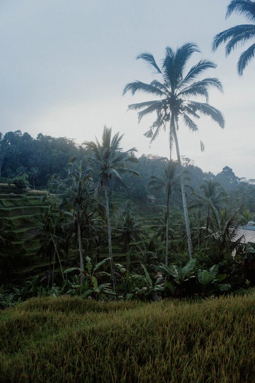 Coconut Trees near Rice Terraces