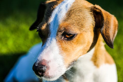 Close-up Photography of Brown and White Dog