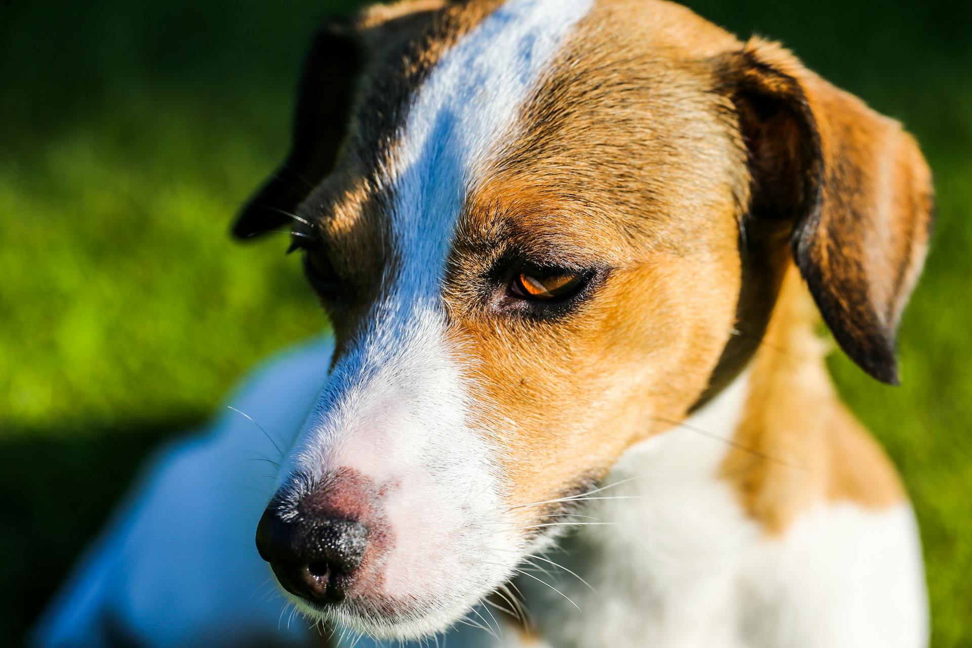 Close-up Photography of Brown and White Dog