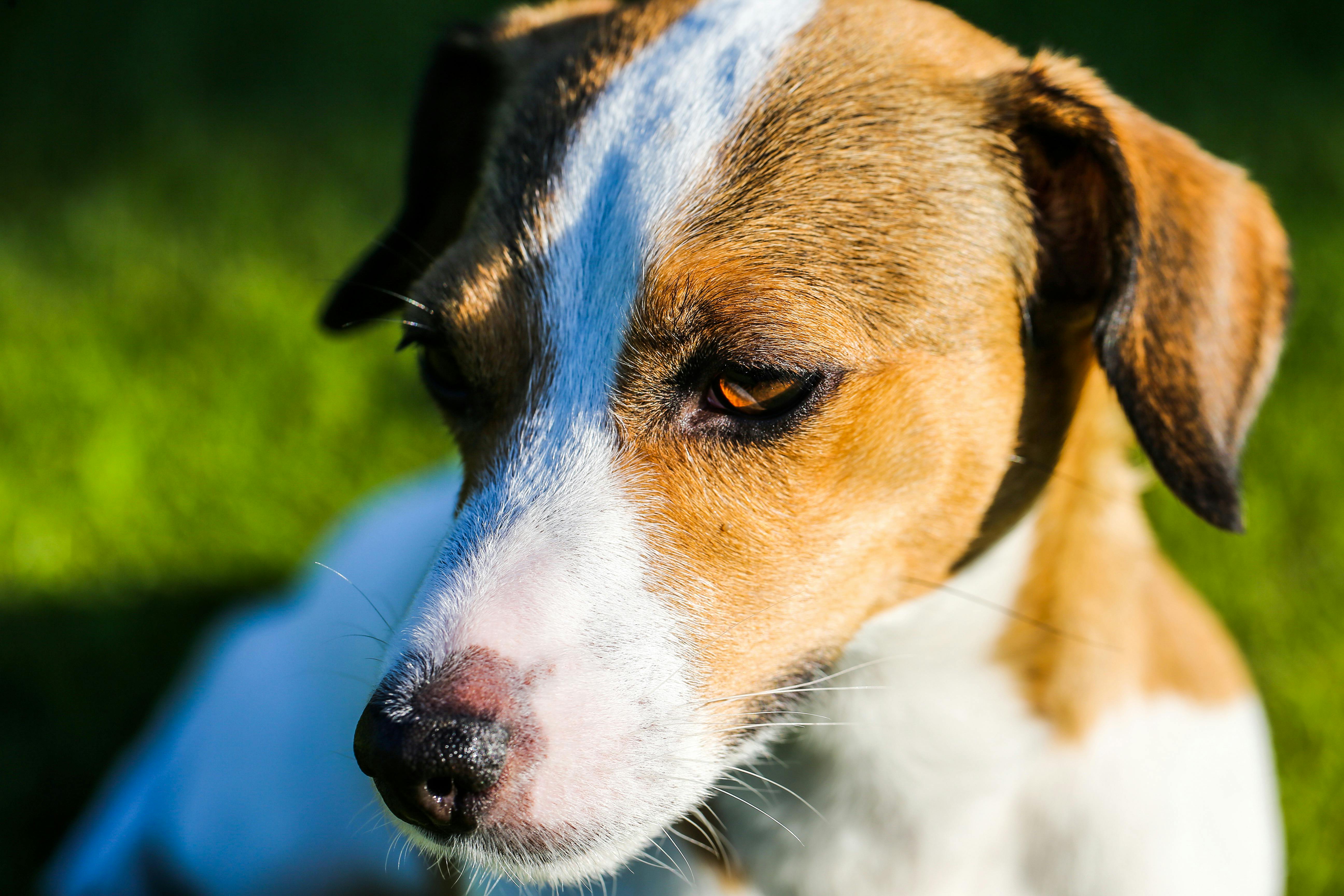 Closeup Photography of Brown and White Dog · Free Stock Photo