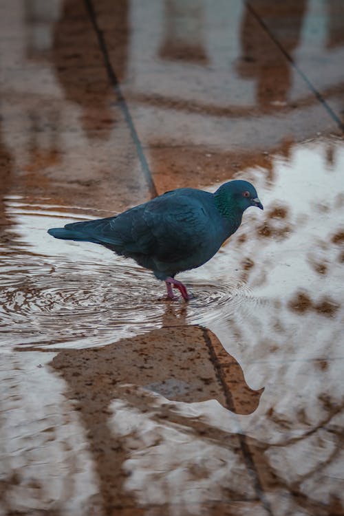 Fotos de stock gratuitas de agua, animal, fauna