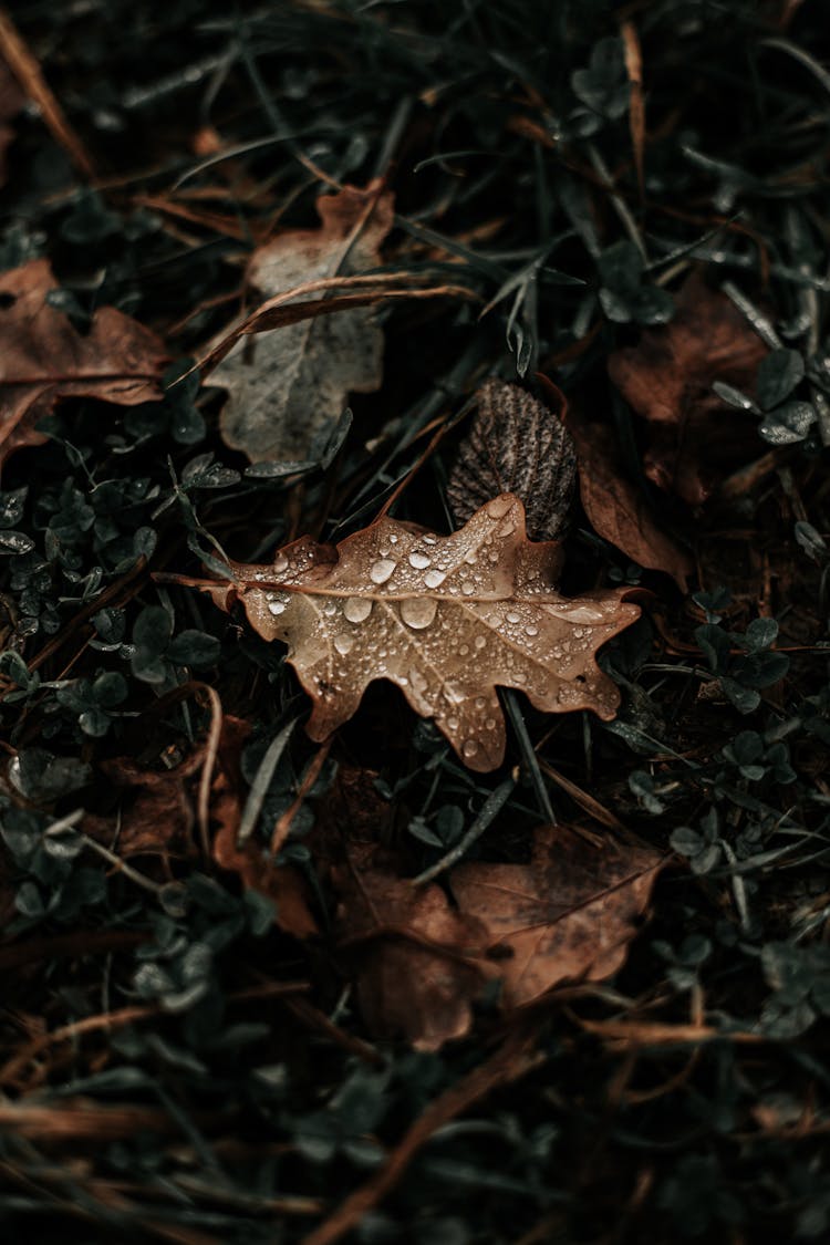 Autumn Leaves On Ground In Raindrops