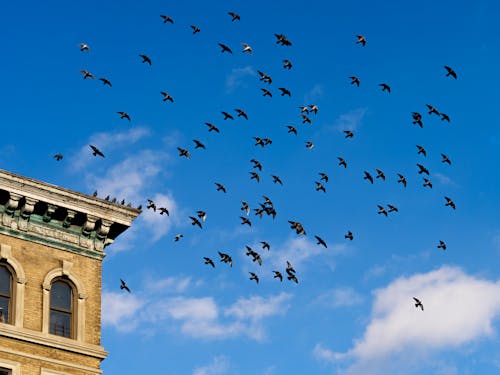 A Flock of Birds Flying Under a Blue Sky