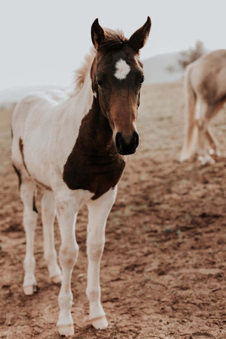 Horse In Wild Nature