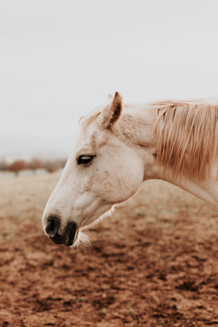 White Horse In Field