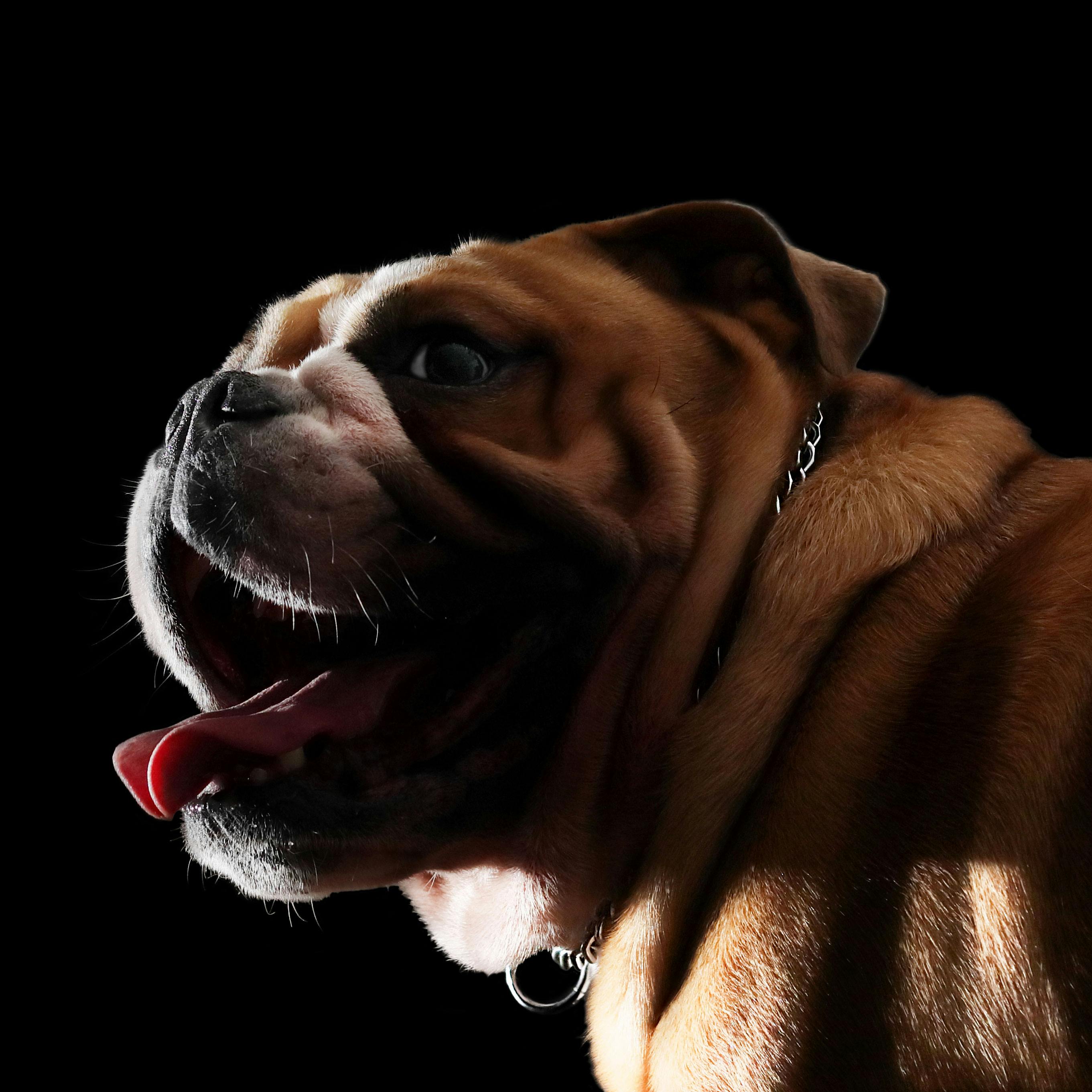 20+ English Bulldog HD Wallpapers and Backgrounds