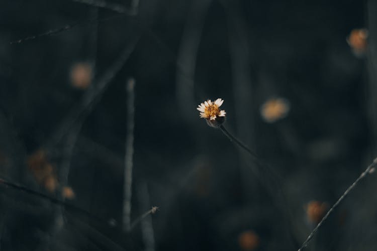 Close Up Photo Of A Flower