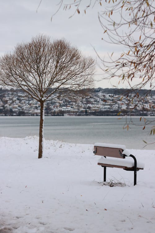 Bench and a Bare Tree on Snow Covered Ground