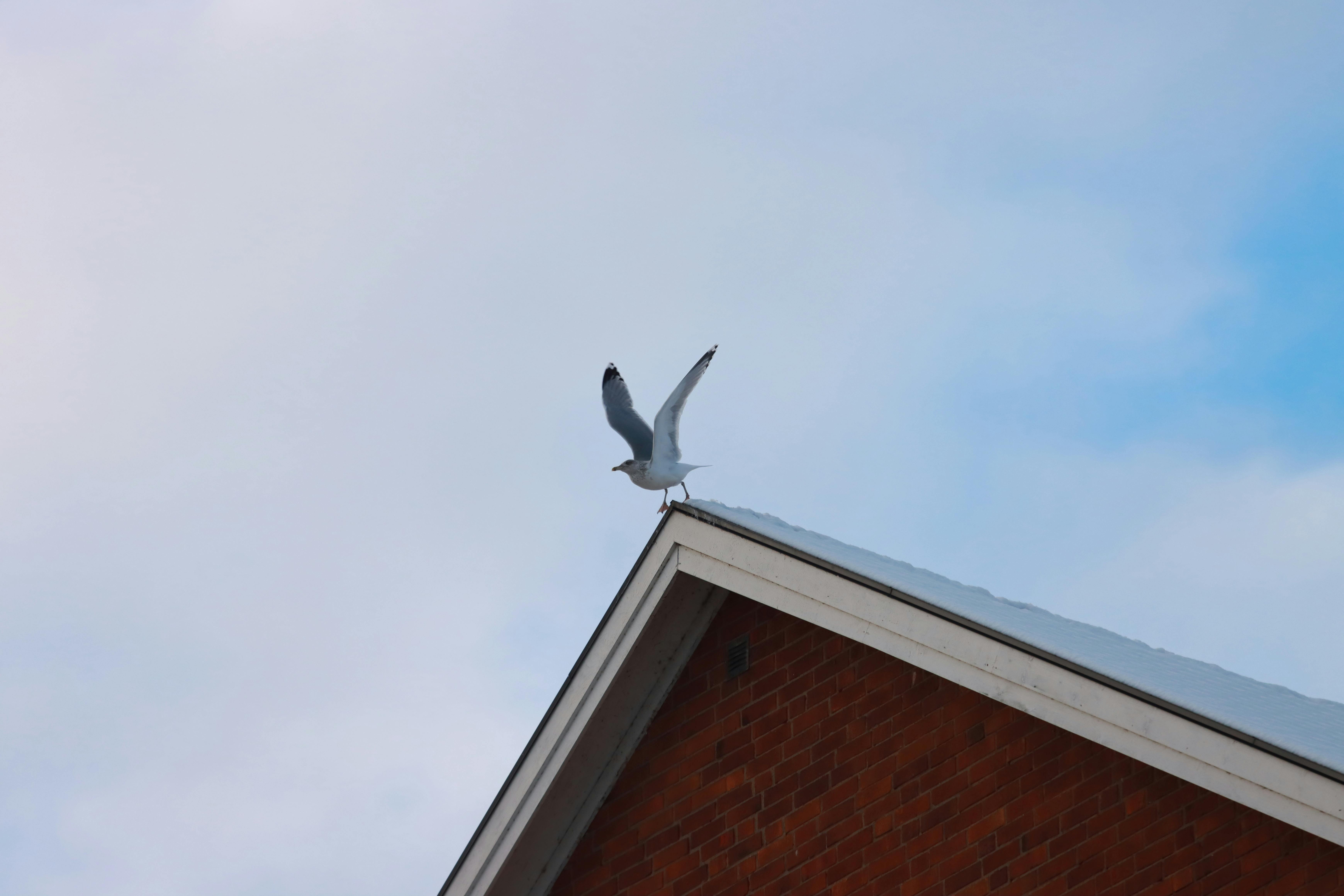 A Seagull Flying over a Gable Roof · Free Stock Photo