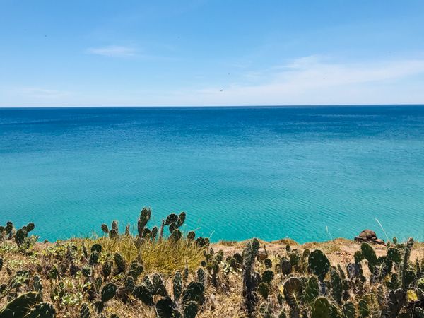 Cactus near an ocean
