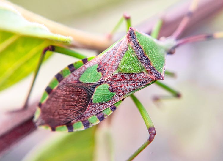 Coreinae Insect On A Stem 