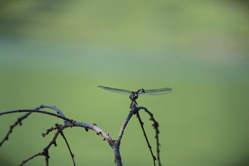 Kostenloses Stock Foto zu insekten, libelle, makrofotografie