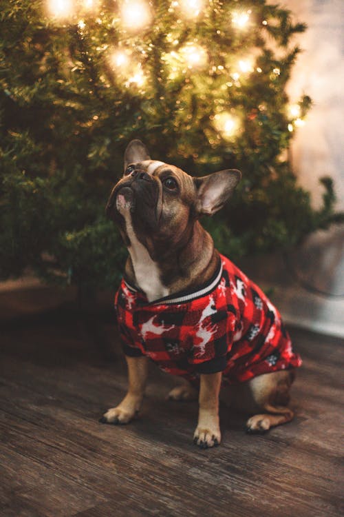 Close Up Photo of Dog Beside Christmas Tree