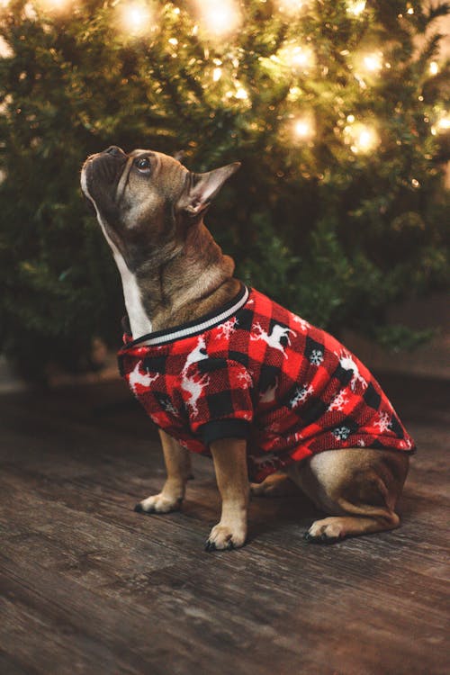 A Dog Sitting Wearing Clothes