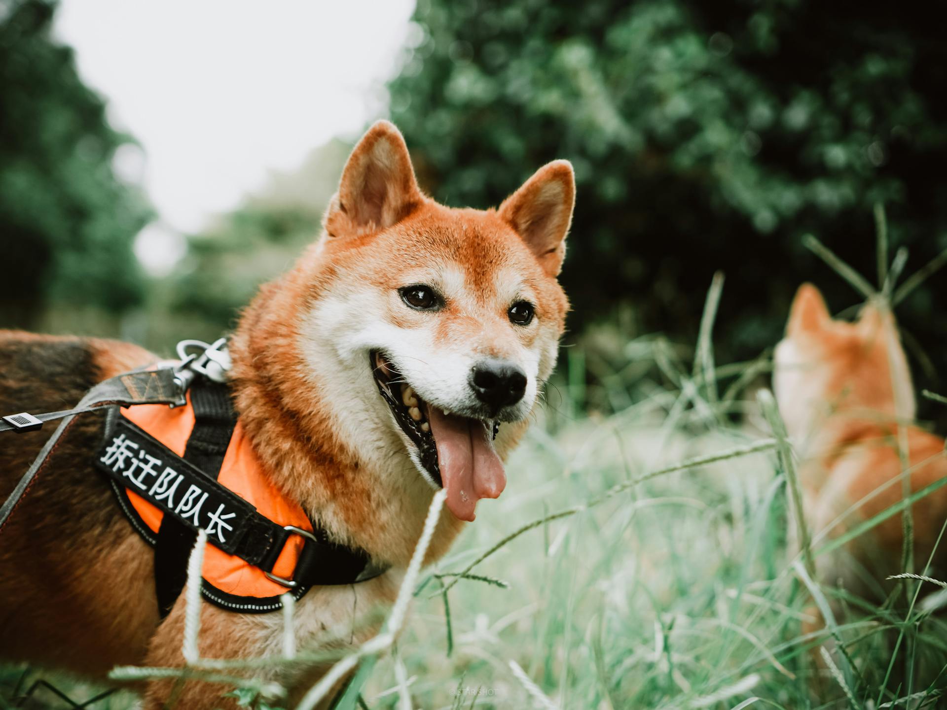 En närbild av en shiba-inu på en sele