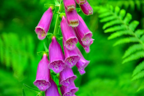 Free Striking purple foxglove flowers (Digitalis purpurea) with lush greenery in Orbaiceta, Spain. Stock Photo