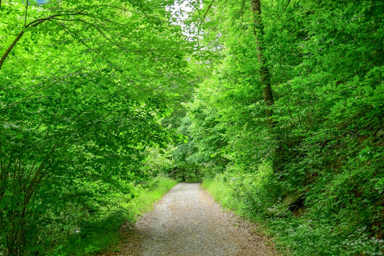 Unpaved Path In Between Trees