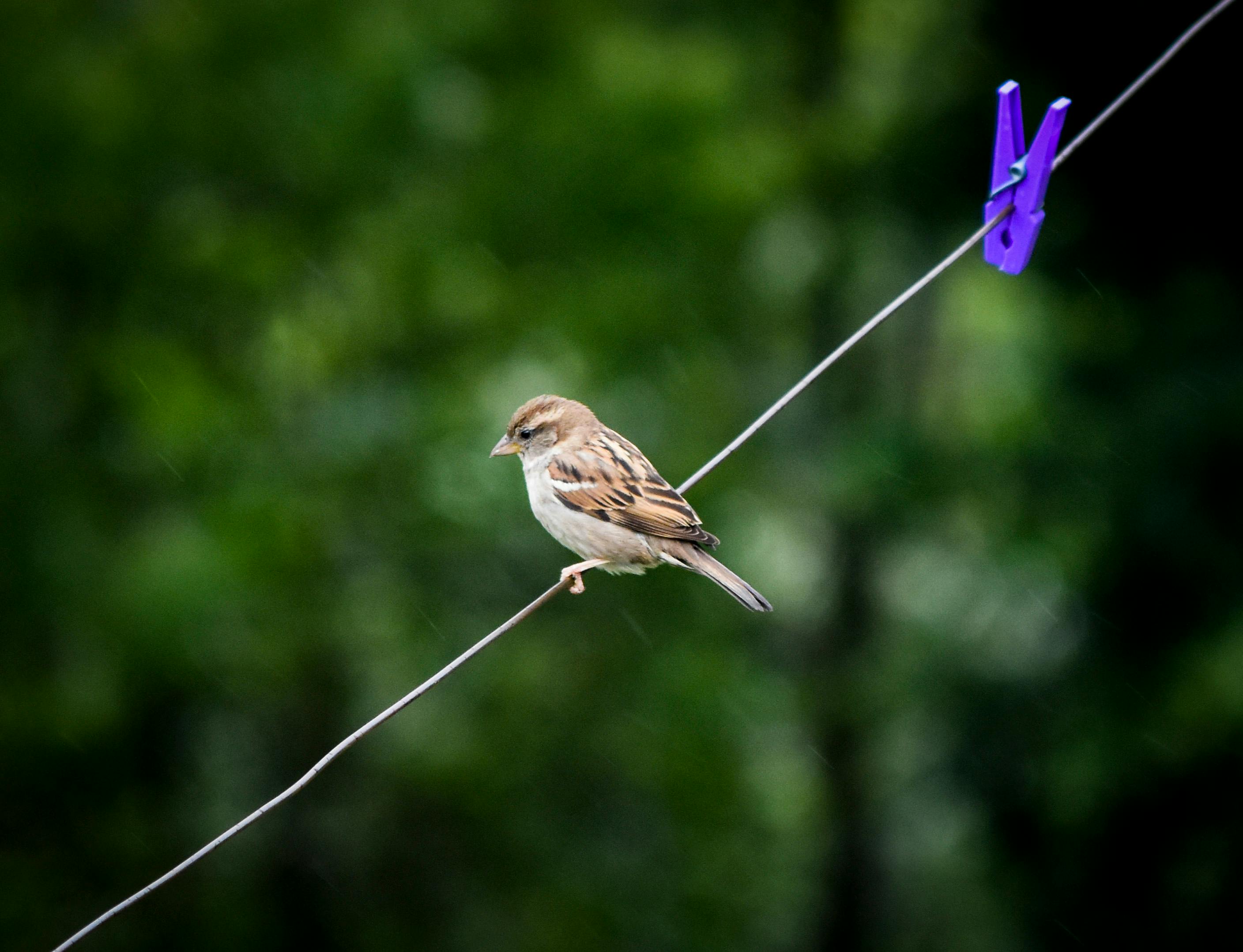 Bird on a Wire · Free Stock Photo