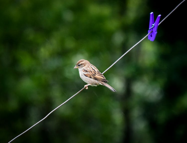 Bird On A Wire