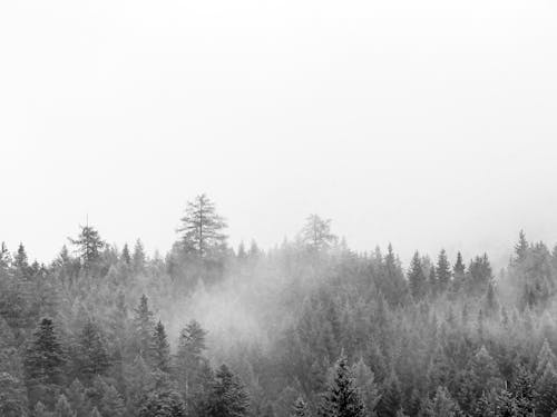 A Grayscale of a Foggy Forest