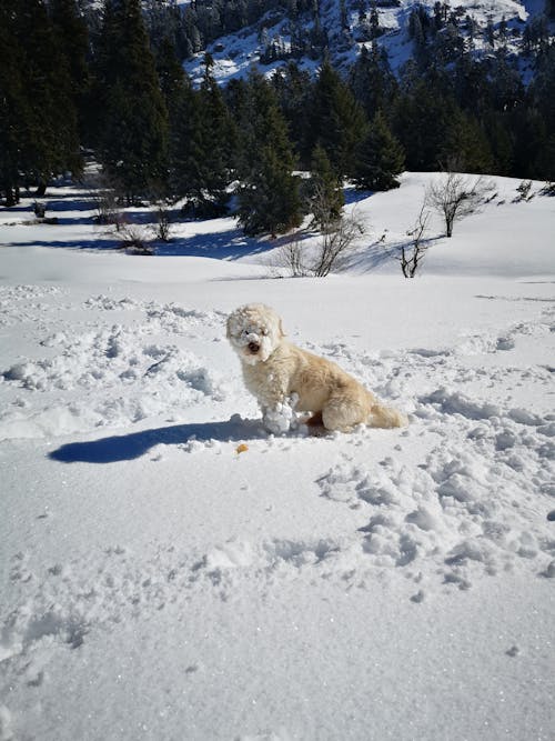 Dog Playing with Snow