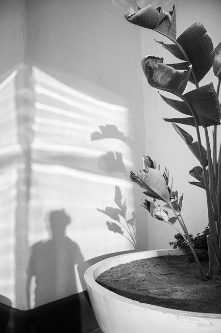 Black and white indoor scene with plant and human shadow casting on wall.