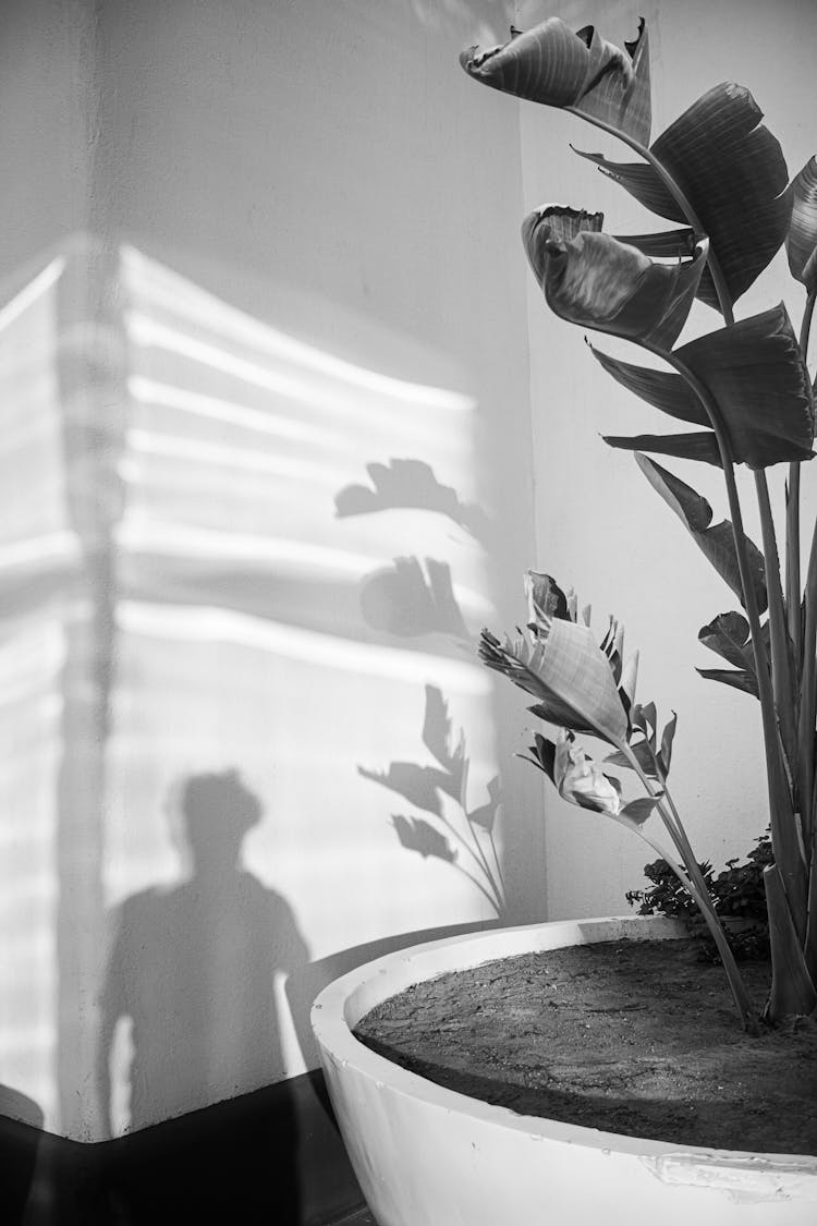 Shadow Of Person On Wall Next To Houseplant